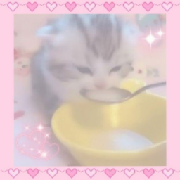 ‧˚ ୨୧🐾💢୨୧‧˚