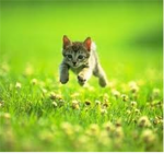 We Like Cats