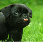 pug pros