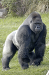 Primate Group