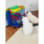 Hearts for cats