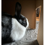 LamboBunni