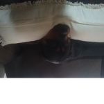 The pillow dog