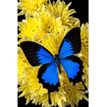 Blue Butterfly {Friends}