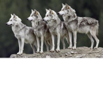 blazzin wolfs