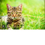 Cool cats roblox