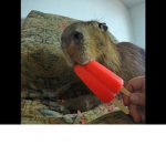 capy sus amongus