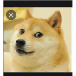 The_doge_group.