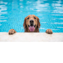 Doggo's place and hangout