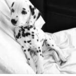 Dalmatian Deluxe !!