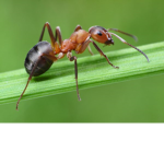Ants Adventure