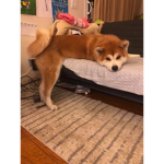 The dogeeeee