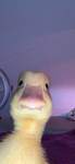 Da_Ducks_________and_memes