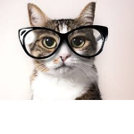 Katt´S group