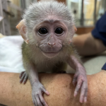 Monkey Games …