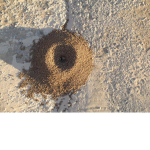 A group where we all pretend to be ants in an ant