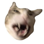 LeMinouDuCoin