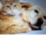 VIP puppies and kittens