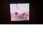 Cacahuete Xd