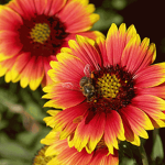 Unique Wild Flowers