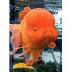 The True Fishy Group