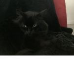 Black Cats Are Good Luck