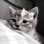 aureliaa
