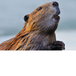 The Beaver Squad