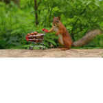 Squirrels team