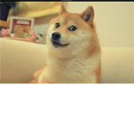 ☩ The Doge Legion ☩