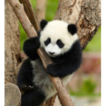 The Aesthetic panda