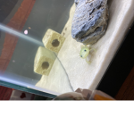 Axolotl gang gang gang