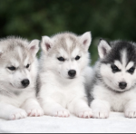 Jayda’s dogs