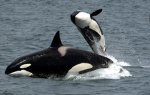 ORCA…