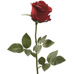 roze fan club