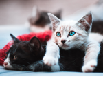 Kitty life!!!