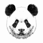 The pan pan