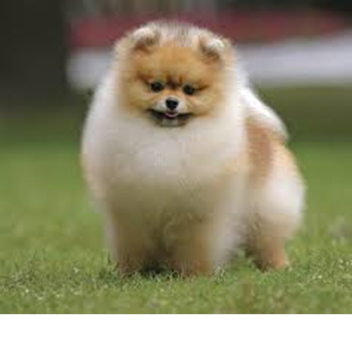 a dead dog (a sad story) :(