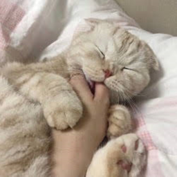 ⋆ ˚｡⋆୨୧⋆ ˚｡⋆
