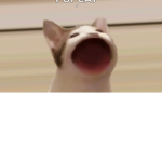 Popcat is the best