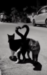 Only join this group if u like cats