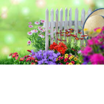 Whimsical Wonderland