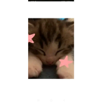 Amileah