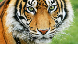 Explore The Tigers