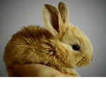 Winning the bunnies