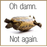 Yolo TurtleZ