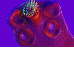 "Parasite family"