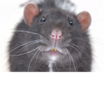RAT HEALTH CARE