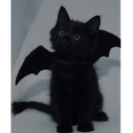 flying x kittys