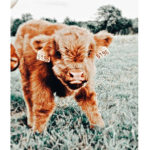 •ᴀʙʙʏs sʜᴏᴘ•